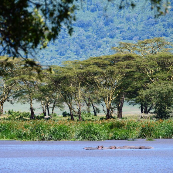 Ve sladkých jezírkách a říčkách žije početná komunita hrochů