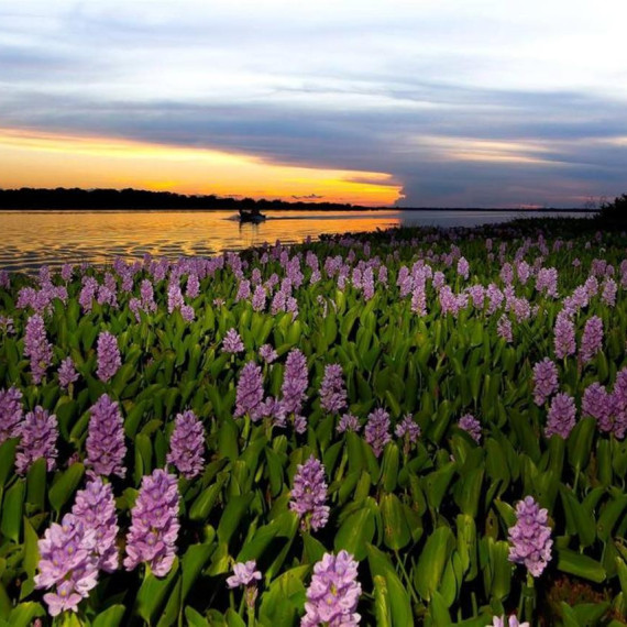 Ranní procházky, noční procházky. Intenzivní program přes den. V Pantanálu to žije 24 hodin denně a chceme stihnout vše, co se dá.
