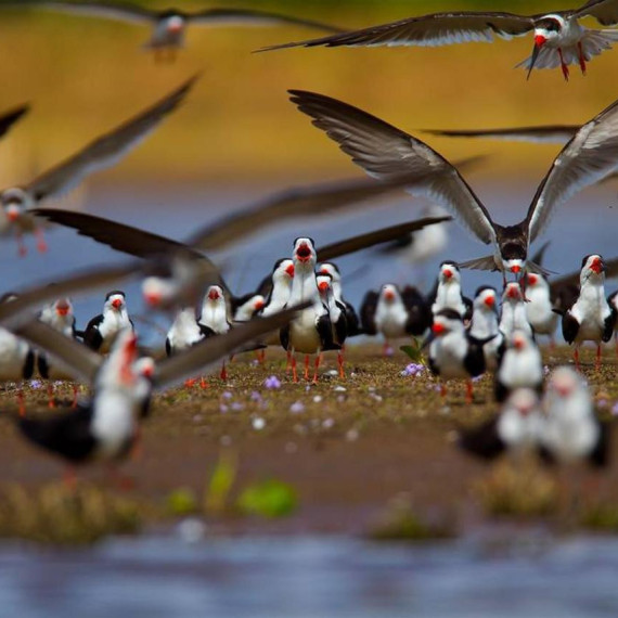 Nesčetné řeky, křišťálově čistá jezera, po jejichž březích žijí vzácné druhy živočichů.