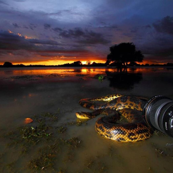 Jedno ráno si přivstaneme, abychom toto vyfotili.
