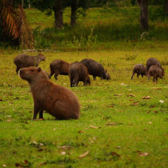 Žijí zde i kapybary, největší žijící hlodavci na světě dosahující hmotnosti 40 kg.