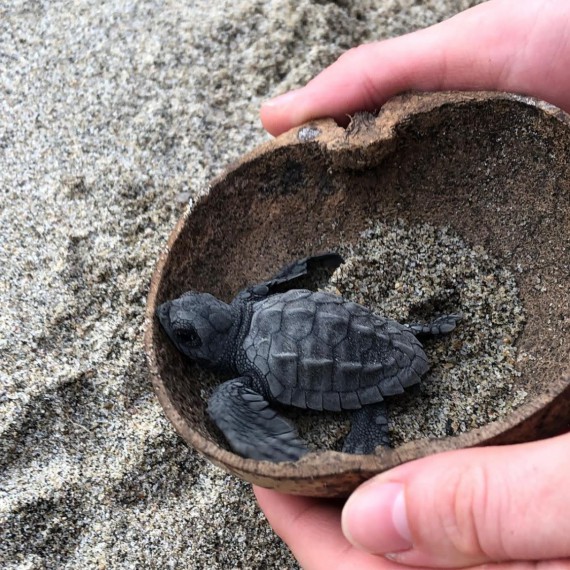 Želvičky hnízdící na pobřeží Karibského moře 