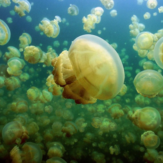 V národním parku Rock Islands se nachází jezírko plné medúz, se kterými se dá plavat