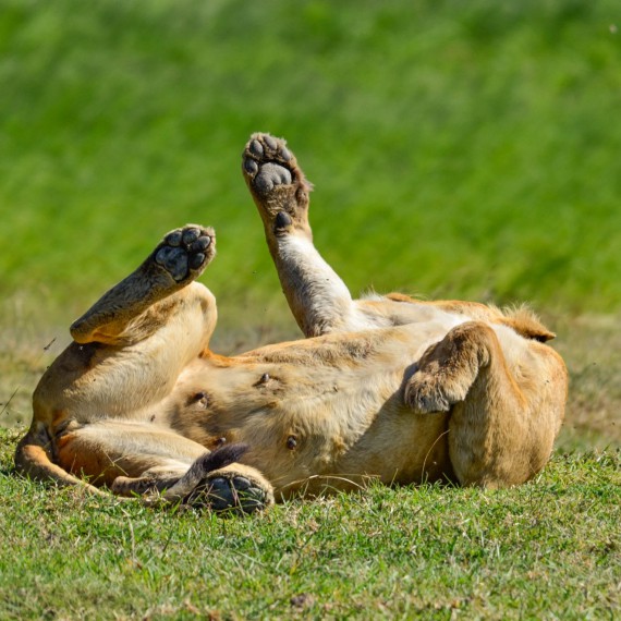 Lvi dokážou prospat až 22 hodin denně, a jejich jedinou aktivitou při tom je převalení se na druhý bok