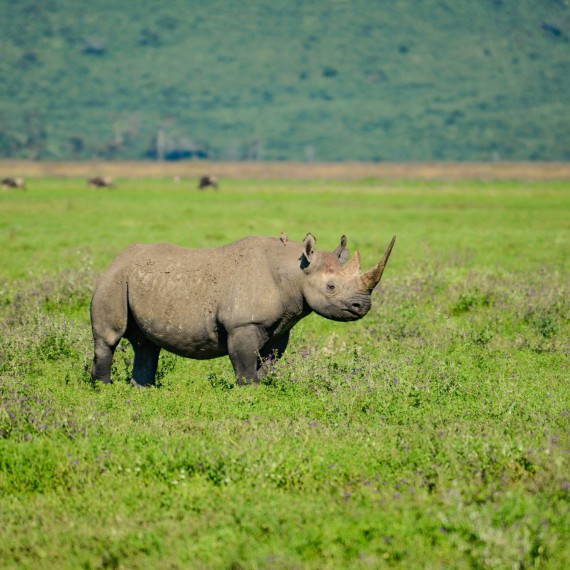 Nosorožec patří mezi extrémně ohrožené druhy. Na dně kráteru žije přibližně 45 těchto prehistorických tvorů.