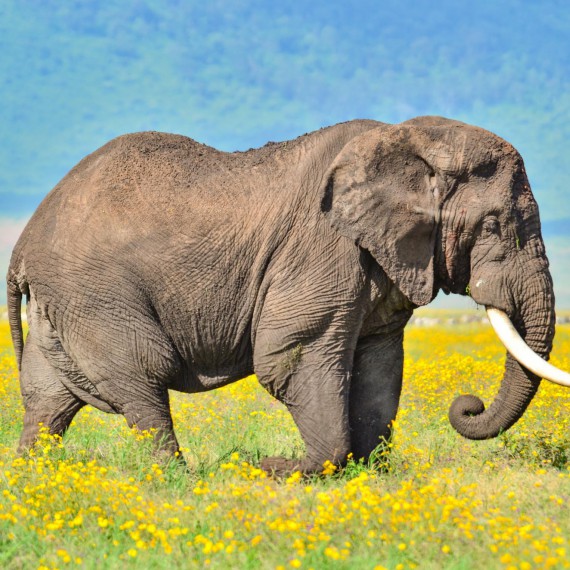 Na dně kráteru žijí především sloní samci, samice s mláďaty sem kvůli strmým svahům schází výjimečně