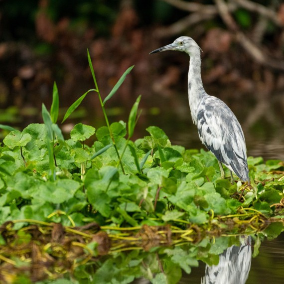 Tortguero, pozorování okolní džungle z loďky 
