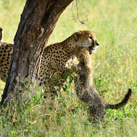 Gepardi se ve vysoké trávě hledají složitě. Když se však postaví, lze je spatřit a vy ucítíte zadostiučinění celodenního hledání.