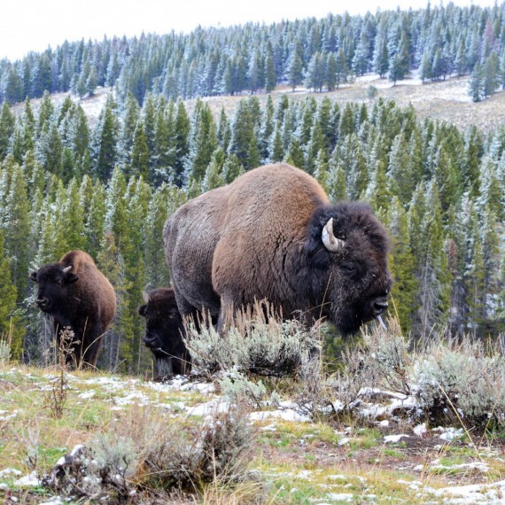 Letní sezona v Yellowstone je krátká. První sníh může napadnout v půli září.