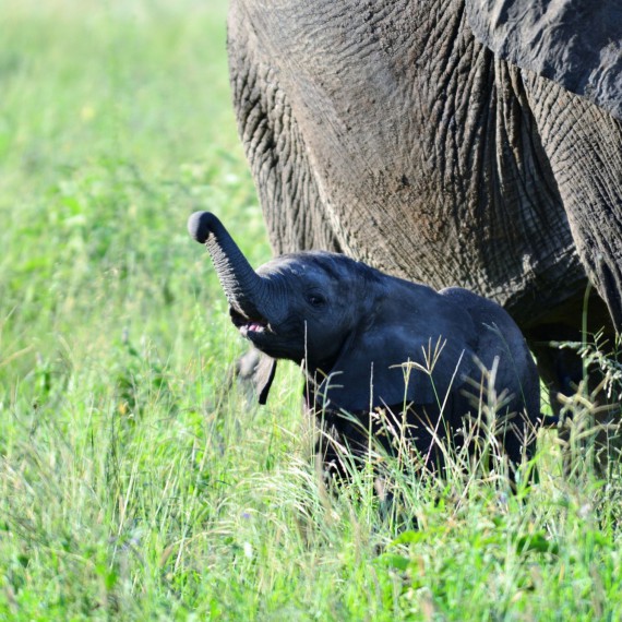 Samice se drží u sebe a chrání mláďata. Ta při narození váží neuvěřitelných 100 kg. V Tarangiru se v roce 2017 narodila dvojčata.