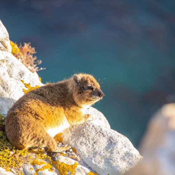 JAR je domovem damana kapského