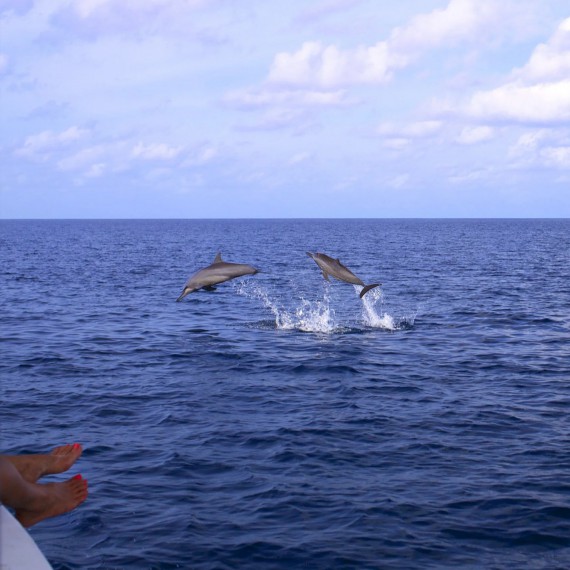 Delfíni. velryby, kdo má štěstí, tak si z výletu do zátoky Samaná odnese zážitky na celý život