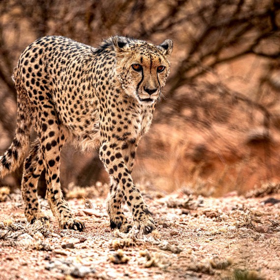 Gepard v Hwange