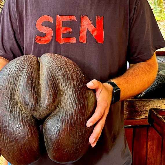 SEN s Coco-de-mer 