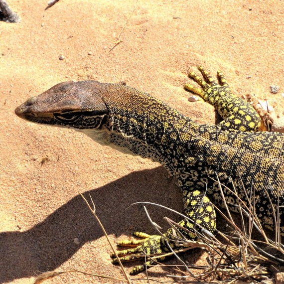 Setkání s australskou faunou