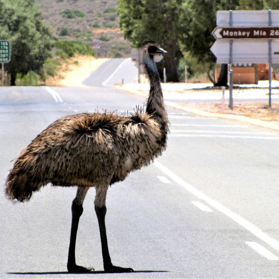 Pštros kráčející se napříč silnicí 