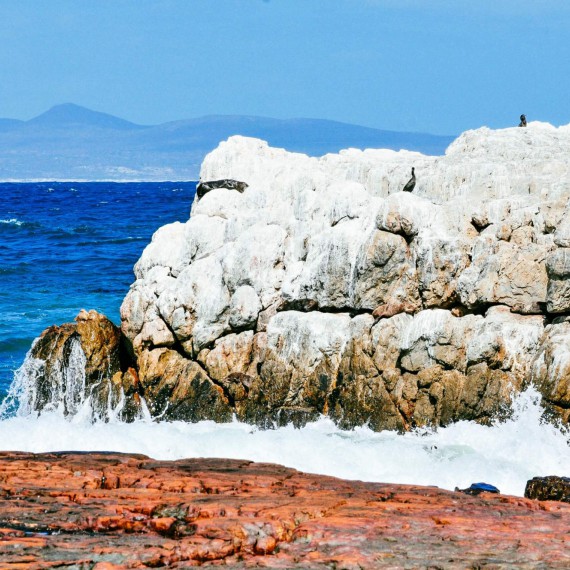 Dramatické pobřeží je domovem množství mořských ptáků včetně tučňáků ale i lachtanů.