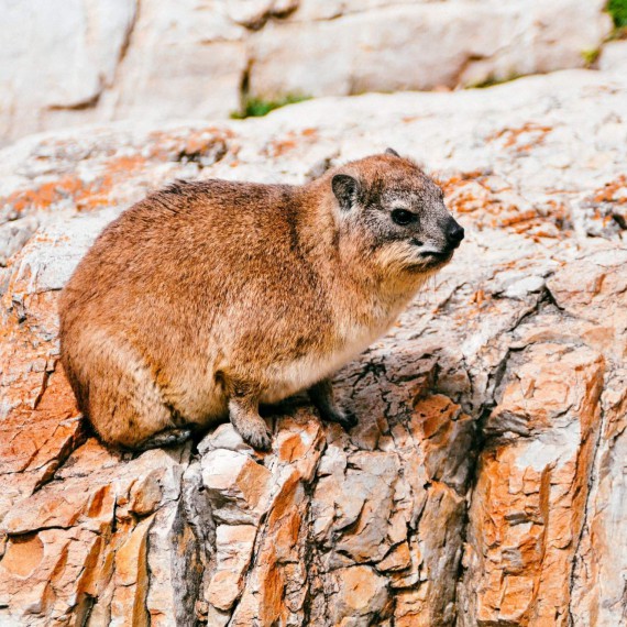 Na pobřežní stezce často potkáte i damany, geneticky nejbližší příbuzné dnešních slonů.