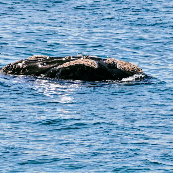 Velryby se sem chodí pářit a samice rodit mláďata.