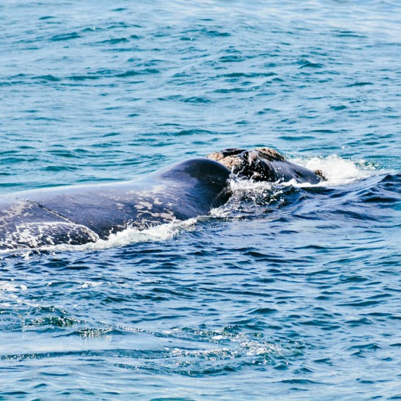 Ve Walker bay je zakázán vstup jakýmkoli motorizovaným lodím. Do zálivu lze pouze kajakovat.