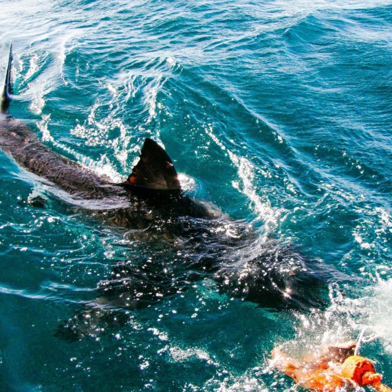 V městečku Gansbaai nedaleko Hermanusu je jedna z největších koncentrací žraloků modrých (bílých/lidožravých) na světě.