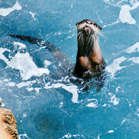 Vydry často vidět těsně u břehu pod skálou a chodníkem, kam chodí lovit svoji potravu.