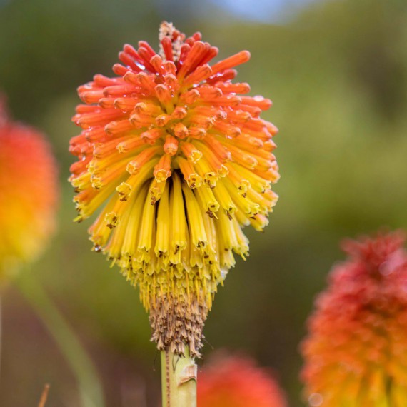 Endemická květina vyskytující se na Stolové hoře