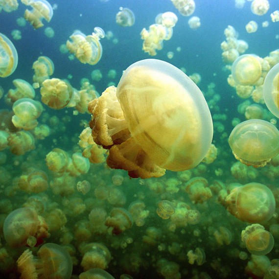 V národním parku Rock Islands se nachází jezírko plné medúz, se kterými se dá plavat