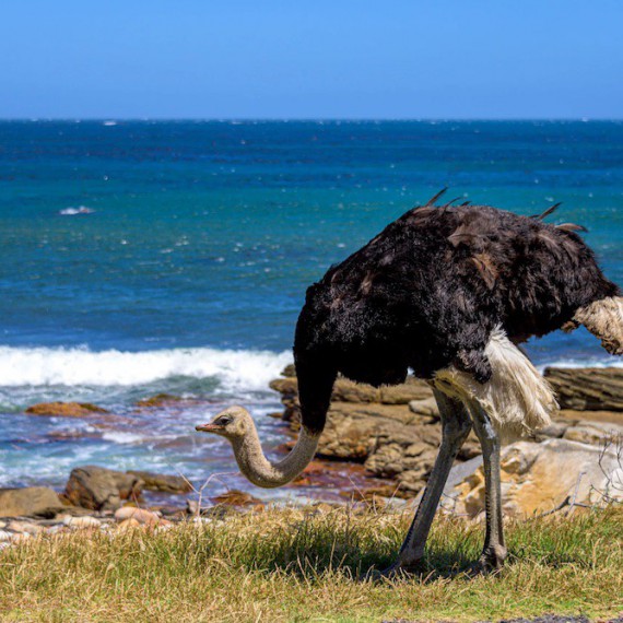 Pštros na mysu Dobré naděje