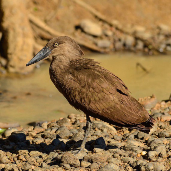 Pták takatra, Zimbabwe 