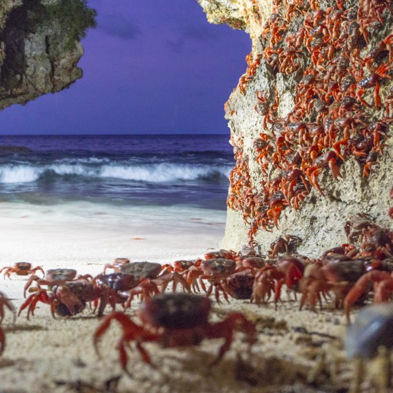 Migrace krabů červených na Vánočním ostrově