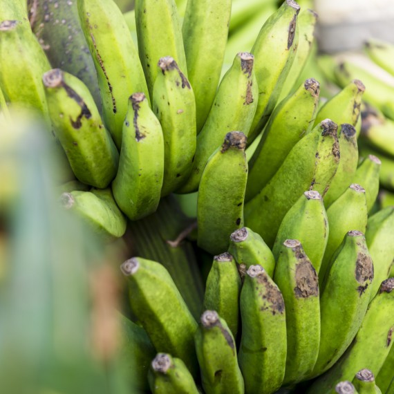 Chutné banány ze Samoy