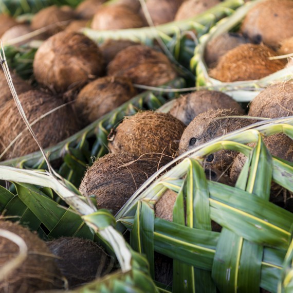 Sklizeň kokosových ořechů 