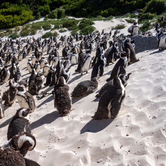 Pozorování tučňáků na pláži Boulders v JAR