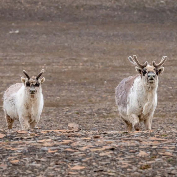 Když budeme mít štěstí, uvidíme i soby.