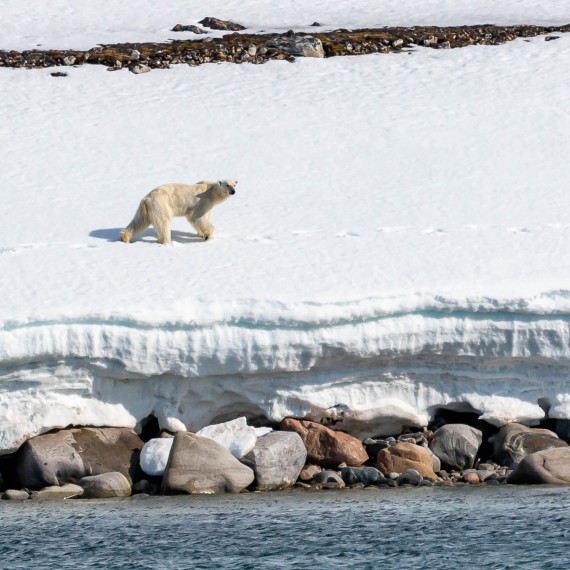Budeme mít štěstí a uvidíme lední medvědy?