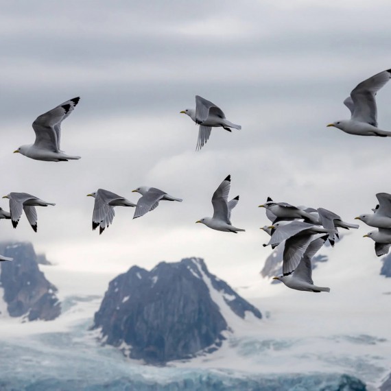 Špicberky nadchnou i ornitology, amatéry i profesionály.