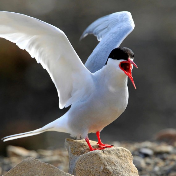 Typickým místním zástupcem ptačí říše je rybák dlouhoocasý.