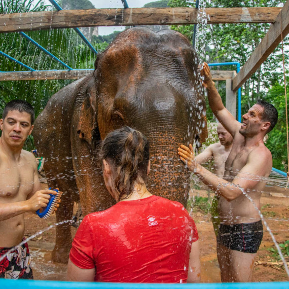 Péče o slony na Krabi.