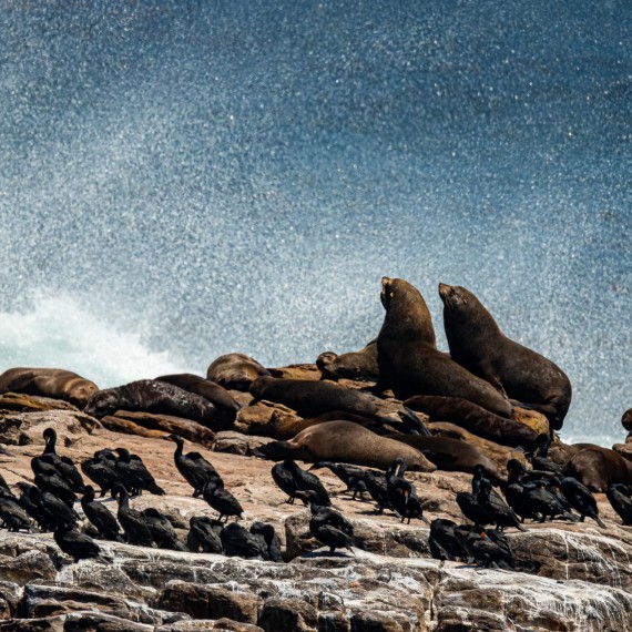 Kolonie lachtanů v zálivech Kapského Města