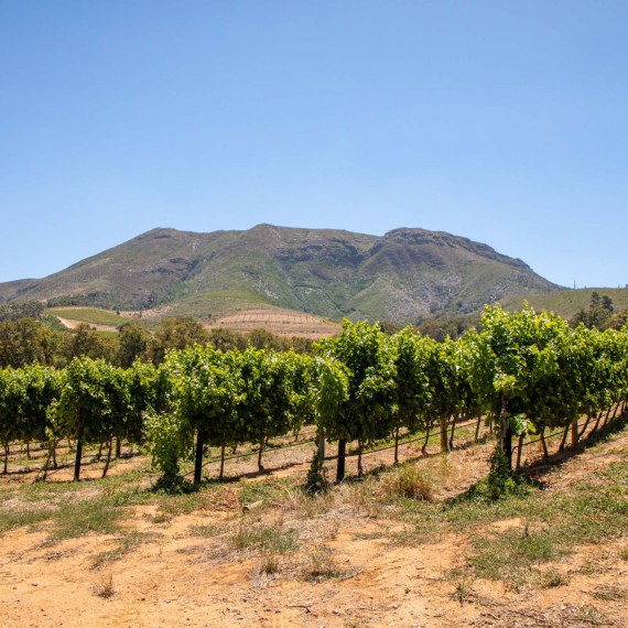 Vinice u Kapského města