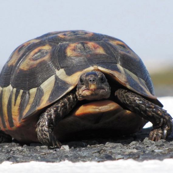 Setkání s 50kg želvou leopardí