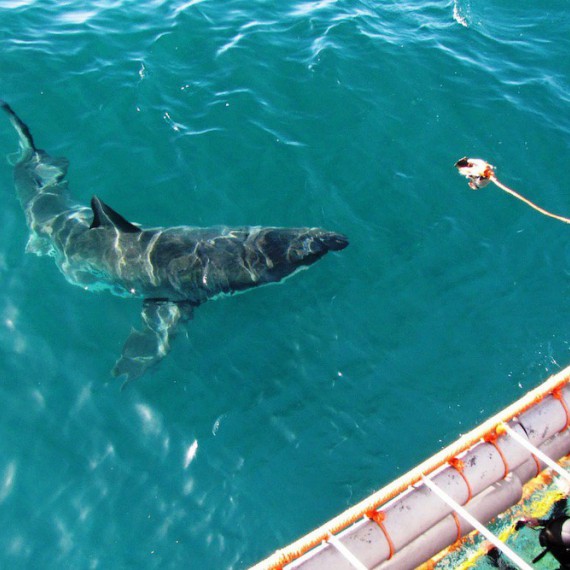 Potápění v JAR se žralokem bílým 