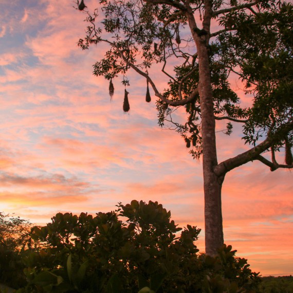 Pohled na večerní džungli 