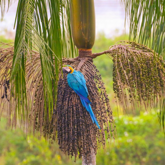 Papoušek v amazonské džungli 