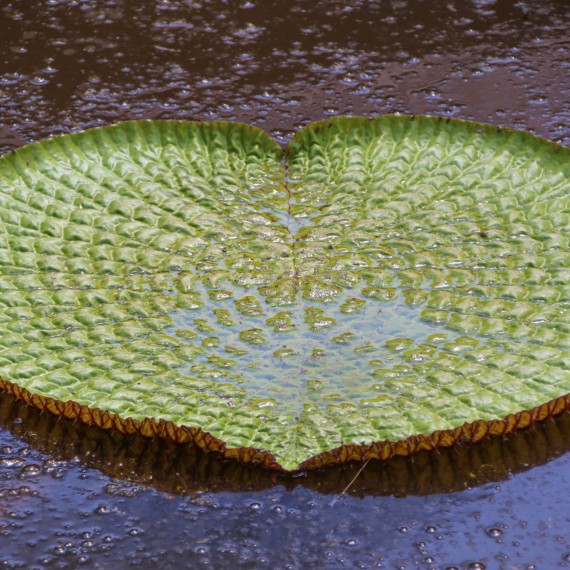 Obrovské lekníny na jezeře v Amazonii 
