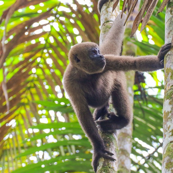 Opice v amazonské džungli 