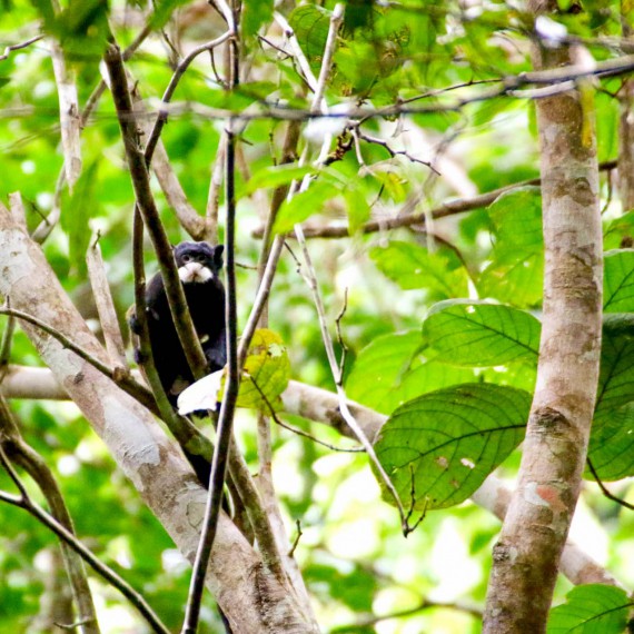 Pestrá fauna Amazonie 