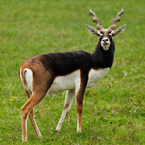 Je to středně malá antilopa, kde samec měří v kohoutku do 85cm a váží 55kg. Samcům rostou 75cm dlouhé, spirálovitě zatočené rohy, podle čehož je jednoduše odlišíte od ostatních antilop. Samice rohy nemají.