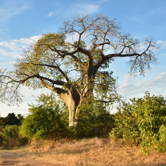 Ikonický strom baobab
